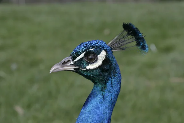 Påfågel, pavo cristatus — Stockfoto