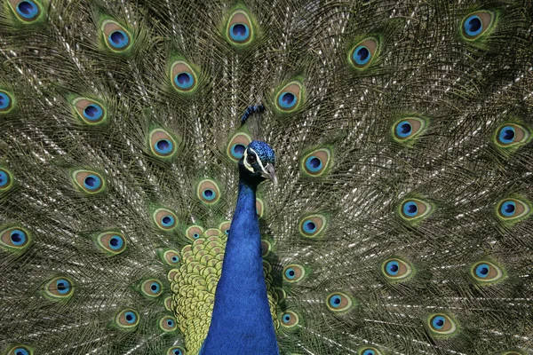 Peafowl, Pavo cristatus — Stock Photo, Image