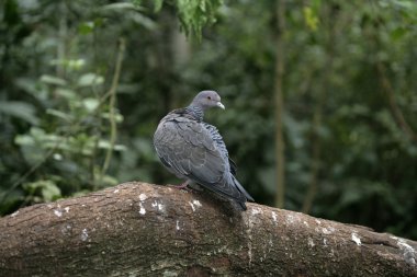 picazuro güvercin, columba picazuro