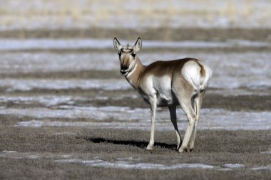 Pronghorn, Antilocapra americana