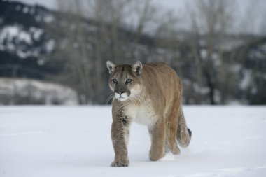 Puma veya dağ aslanı, puma concolor