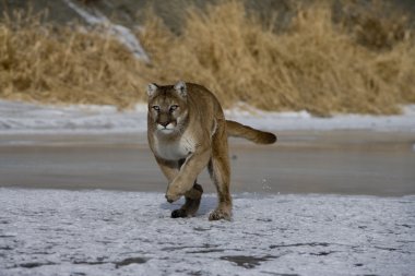 Puma veya dağ aslanı, puma concolor