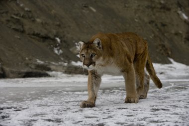 Puma veya dağ aslanı, puma concolor