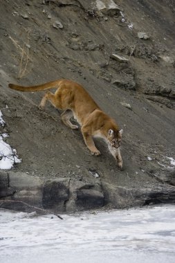 Puma veya dağ aslanı, puma concolor