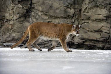 Puma veya dağ aslanı, puma concolor