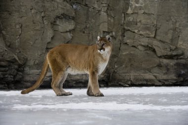 Puma veya dağ aslanı, puma concolor
