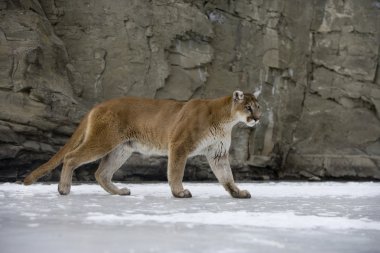 Puma veya dağ aslanı, puma concolor