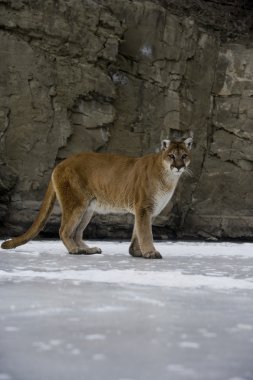 Puma veya dağ aslanı, puma concolor