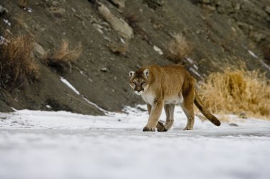 Puma veya dağ aslanı, puma concolor