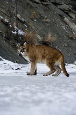 Puma veya dağ aslanı, puma concolor