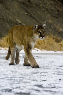 Puma veya dağ aslanı, puma concolor