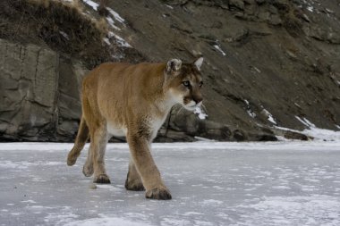 Puma veya dağ aslanı, puma concolor