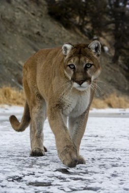 Puma veya dağ aslanı, puma concolor