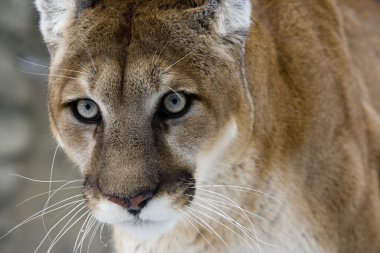 Puma veya dağ aslanı, puma concolor