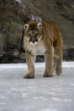 Puma veya dağ aslanı, puma concolor