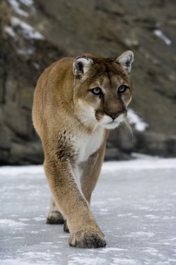 Puma veya dağ aslanı, puma concolor