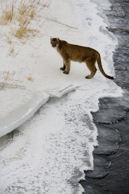 Puma veya dağ aslanı, puma concolor