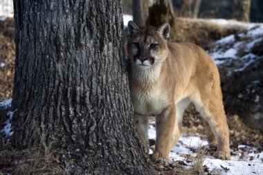 Puma veya dağ aslanı, puma concolor