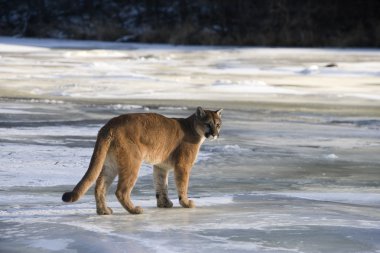 Puma veya dağ aslanı, puma concolor