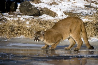 Puma veya dağ aslanı, puma concolor