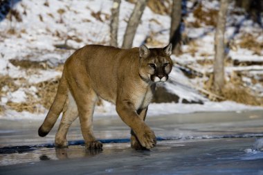 Puma veya dağ aslanı, puma concolor