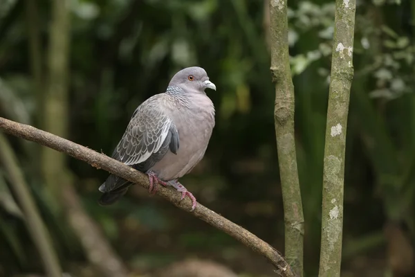 Pombo Picazuro, Columba picazuro — Fotografia de Stock