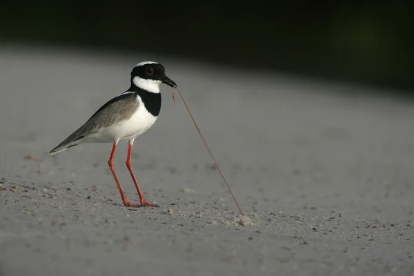 Pied lapwing, Vanellus cayanus — Stok Foto