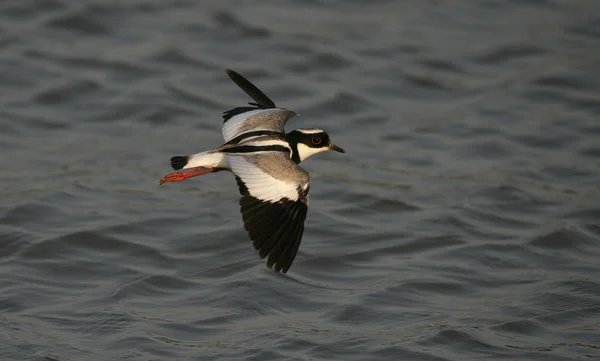 Pied lapwing, Vanellus cayanus — Stock Photo, Image