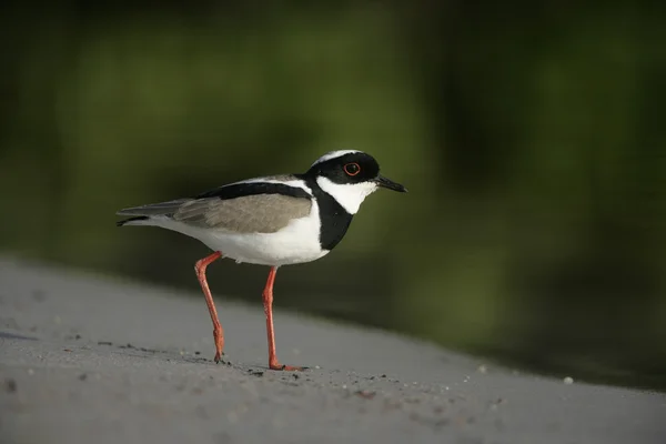 ムナジロ ラッピング、vanellus cayanus — ストック写真