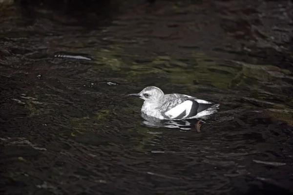 Guillemot de paloma, Cepphus columba — Foto de Stock