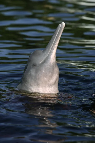 Rosa delfin, inia geoffrensis — Stockfoto