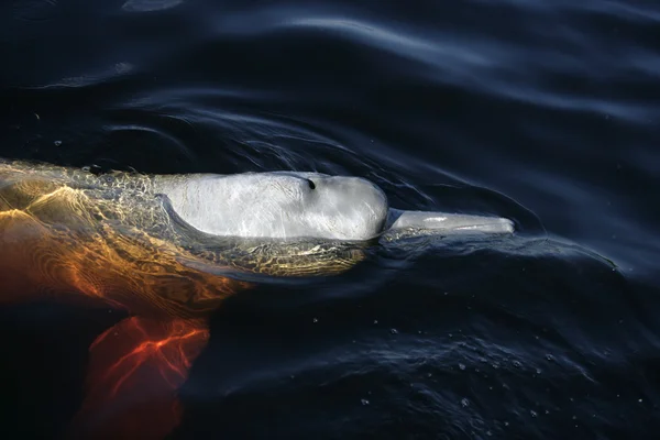 Delfín rosado, Inia geoffrensis —  Fotos de Stock