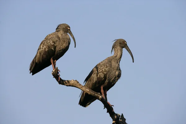 Ibis plumbeo, Theristicus caerulescens — Foto Stock