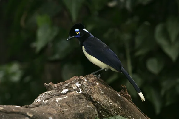 Gaio-de-crista-de-pelúcia, crisopos Cyanocorax — Fotografia de Stock