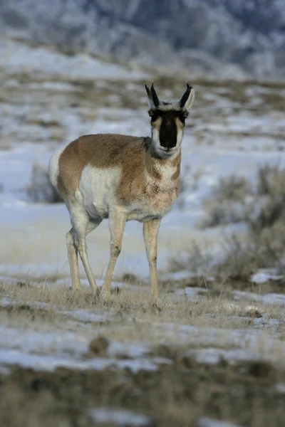 Pronghorn, Antilocapra americana — Stock Photo, Image