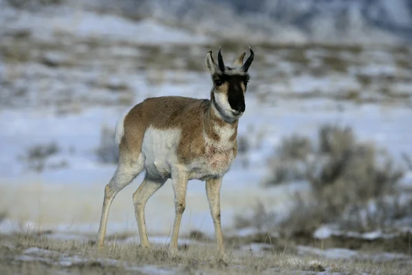 Pronghorn, Antilocapra americana — Stock Photo, Image