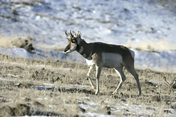 Pronghorn, Antilocapra americana — Stock Photo, Image