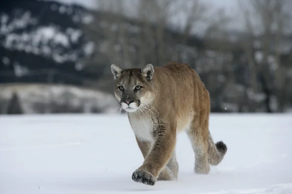 Puma o Leone di montagna, Puma concolor — Foto Stock