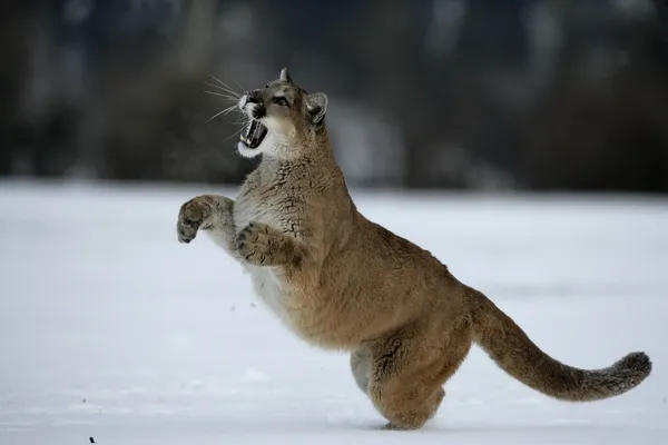 Puma or Mountain lion, Puma concolor — Stock Photo, Image