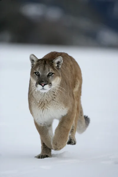 Пума или горный лев, Puma concolor — стоковое фото