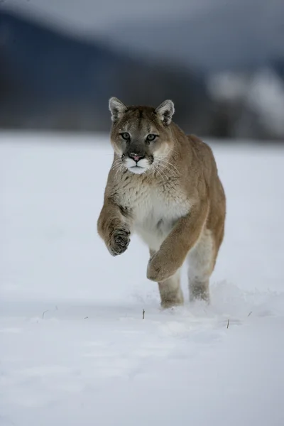 Puma ou leão da montanha, Puma concolor — Fotografia de Stock