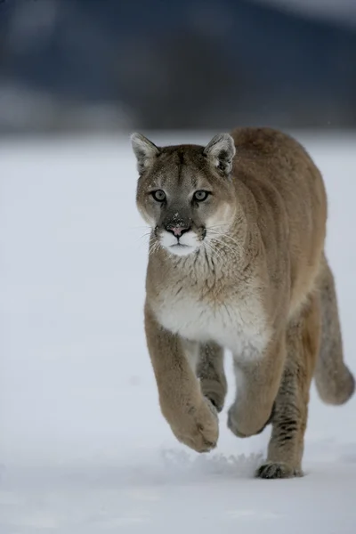 Puma lub lew górski, puma concolor — Zdjęcie stockowe