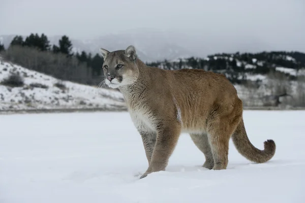 Puma o Leone di montagna, Puma concolor — Foto Stock