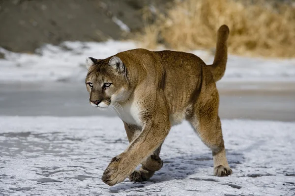 Puma ou leão da montanha, Puma concolor — Fotografia de Stock