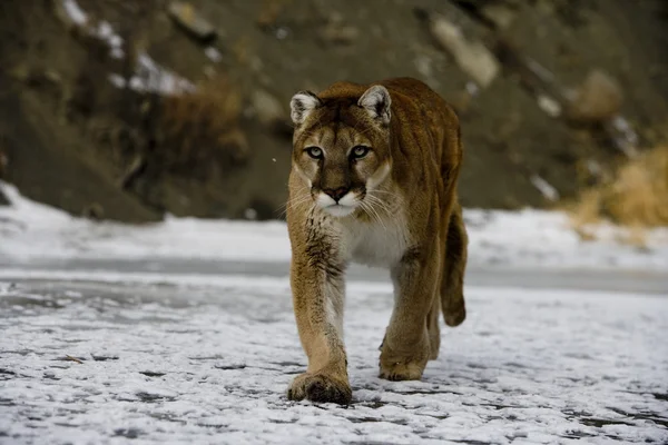 Puma ou leão da montanha, Puma concolor — Fotografia de Stock