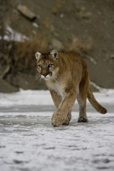 Puma veya dağ aslanı, puma concolor — Stok fotoğraf