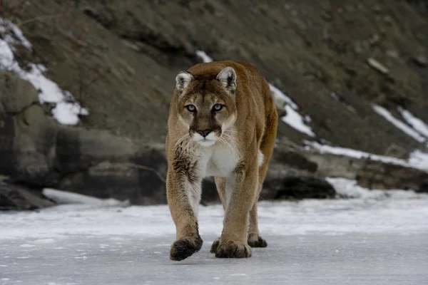 Puma o león de montaña, Puma concolor — Foto de Stock