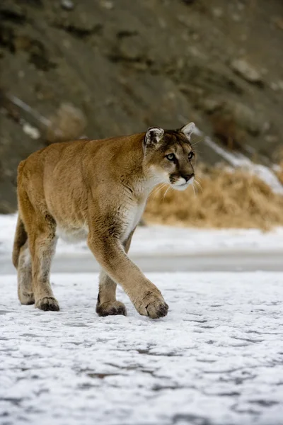 Puma lub lew górski, puma concolor — Zdjęcie stockowe