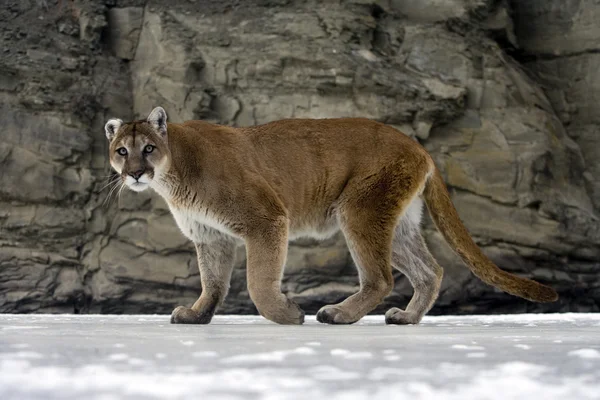 Puma lub lew górski, puma concolor — Zdjęcie stockowe