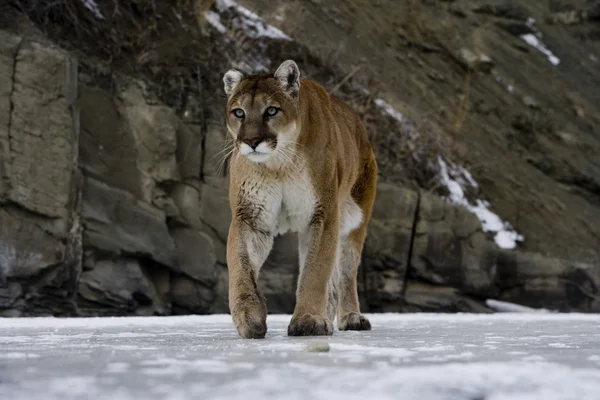 Puma eller Puma, puma concolor — Stockfoto